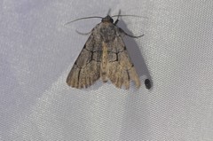 Sympistis ragani