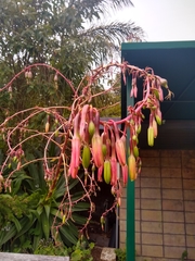 Beschorneria albiflora