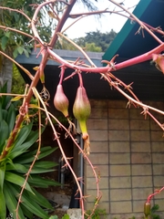 Beschorneria albiflora