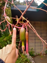 Beschorneria albiflora