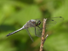Orthetrum cancellatum