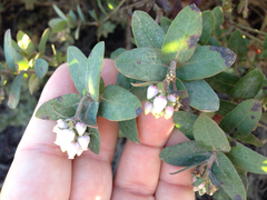 Arctostaphylos pajaroensis