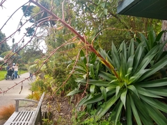 Beschorneria albiflora