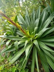 Beschorneria albiflora