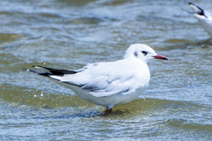Chroicocephalus maculipennis