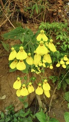 Calceolaria crenatiflora