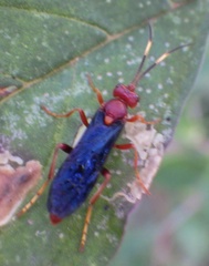 Trogomorpha trogiformis