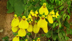 Calceolaria crenatiflora