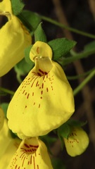 Calceolaria crenatiflora
