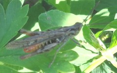 Chorthippus maritimus