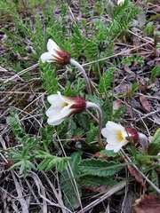 Dryas grandis