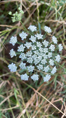 Daucus carota