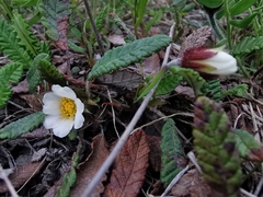 Dryas grandis