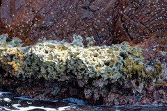 Lithophyllum byssoides