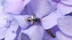 Lasioglossum coeruleum