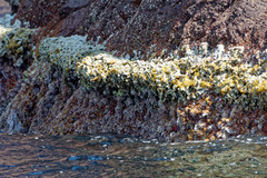 Lithophyllum byssoides