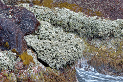 Lithophyllum byssoides