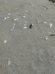 Cicindela latesignata