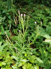 Epilobium