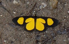 Cyllopodini