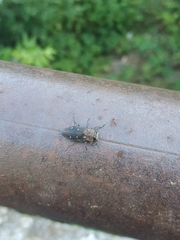 Chrysobothris affinis