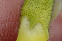 Astragalus umbellatus