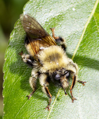 Laphria sacrator