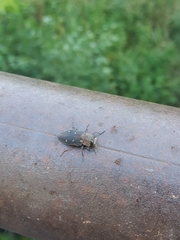 Chrysobothris affinis