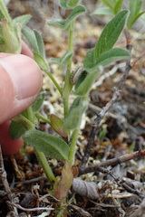 Astragalus umbellatus