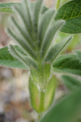 Astragalus umbellatus