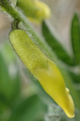 Astragalus umbellatus