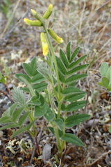 Astragalus umbellatus