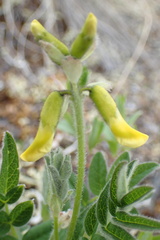 Astragalus umbellatus