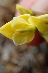 Astragalus umbellatus