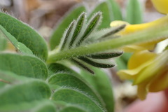 Astragalus umbellatus