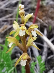 Corallorhiza trifida