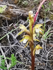 Corallorhiza trifida