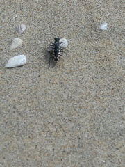 Cicindela latesignata