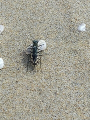 Cicindela latesignata