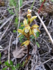 Corallorhiza trifida