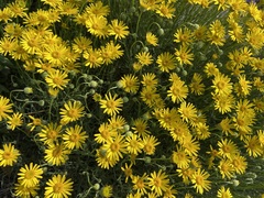 Erigeron linearis