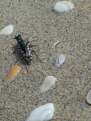 Cicindela latesignata