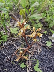 Corallorhiza trifida