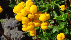 Calceolaria cavanillesii