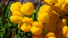Calceolaria cavanillesii