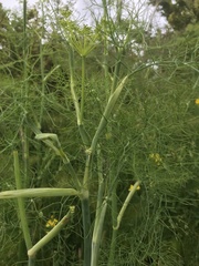 Foeniculum