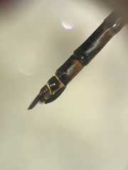 Somatochlora provocans