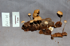Marasmius