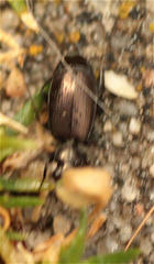 Syntomus foveatus