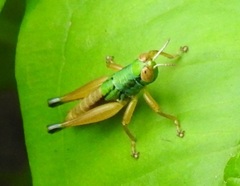 Caryanda spuria